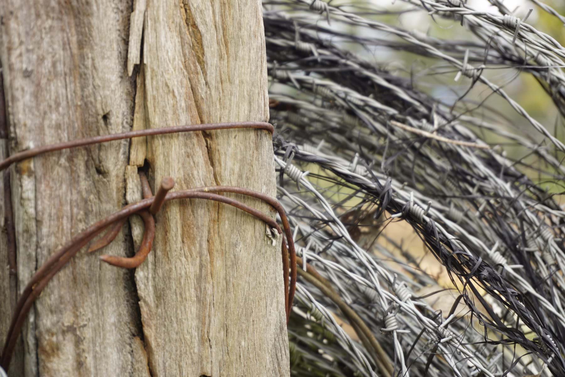 Winter Vineyard Photos by D Nixon & Tibor H