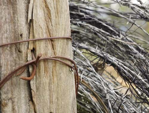Winter Vineyard Photos by D Nixon & Tibor H