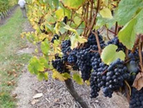 Vintage 2015 It was a Very Good Year