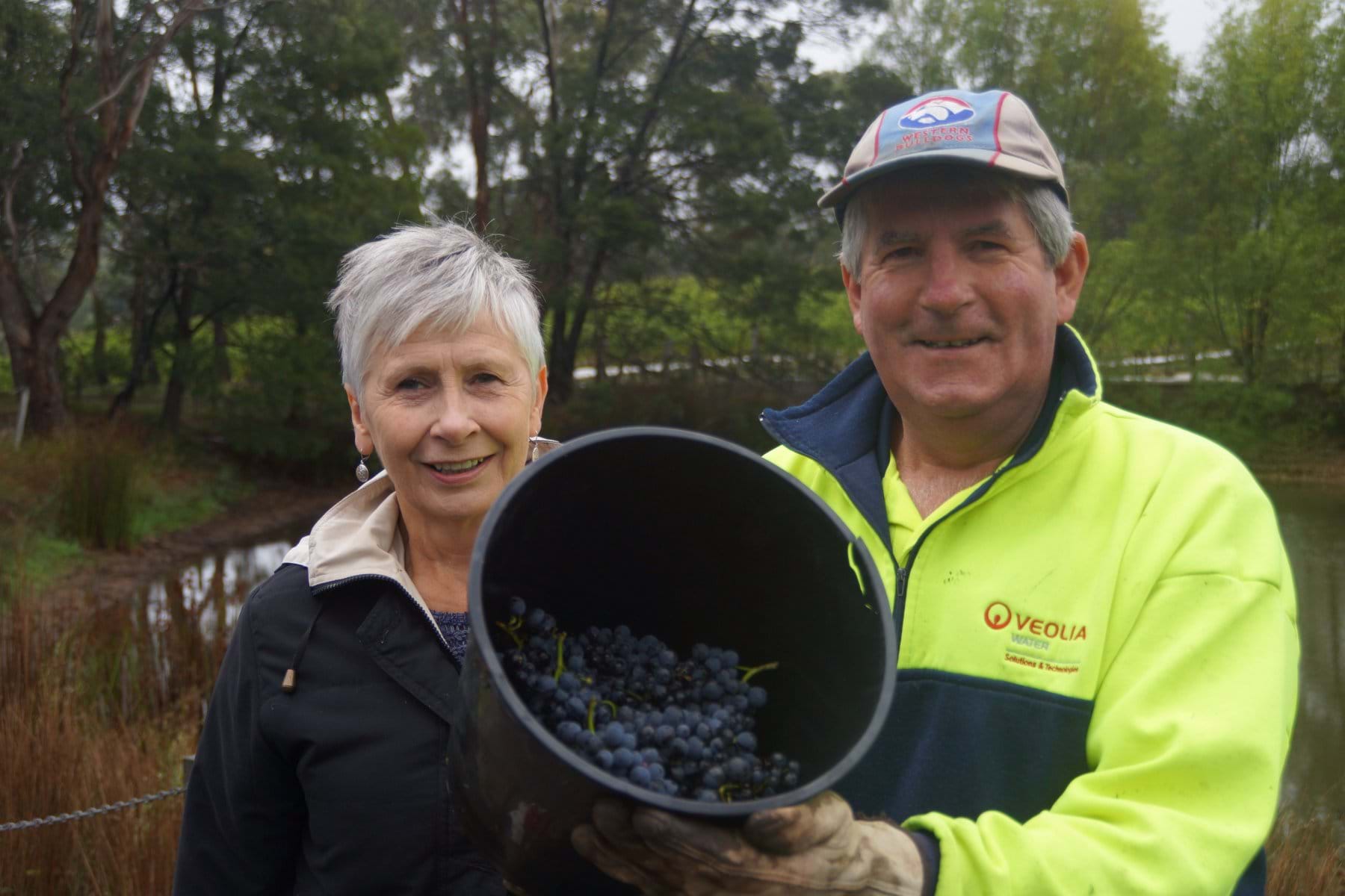 Picking & Vintage 2016