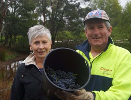 Picking & Vintage 2016