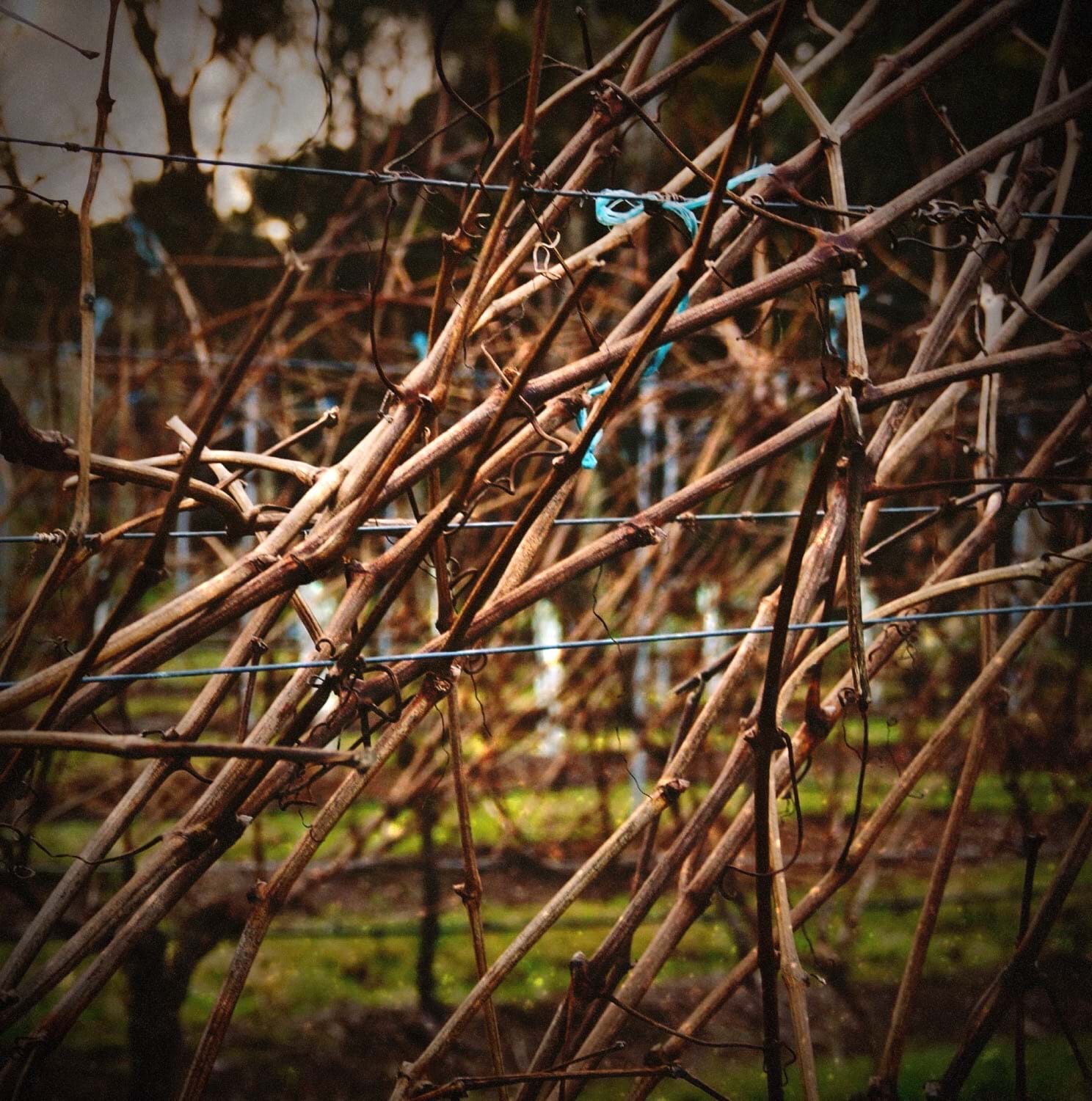 Vines ready for pruning