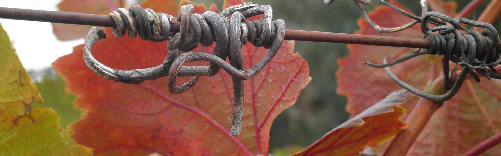 The perfect gift for wine lovers