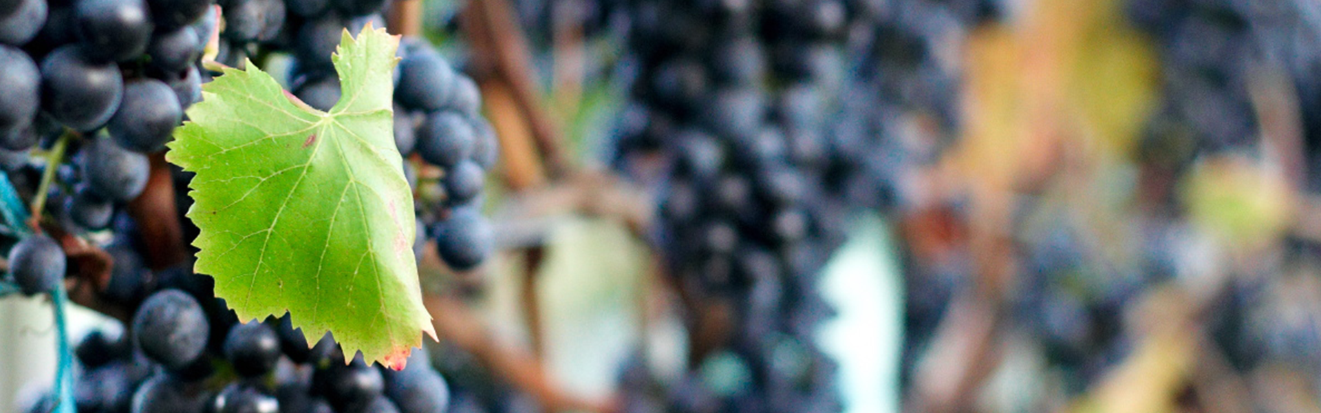 Welcome to the world of Adopt-a-Vine™