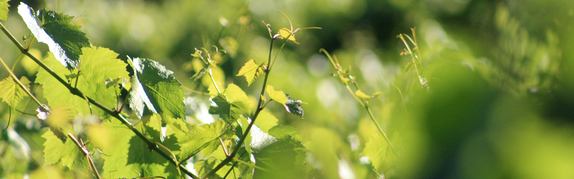 Adopt a Vine Resources