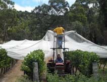 Netting The Grapes