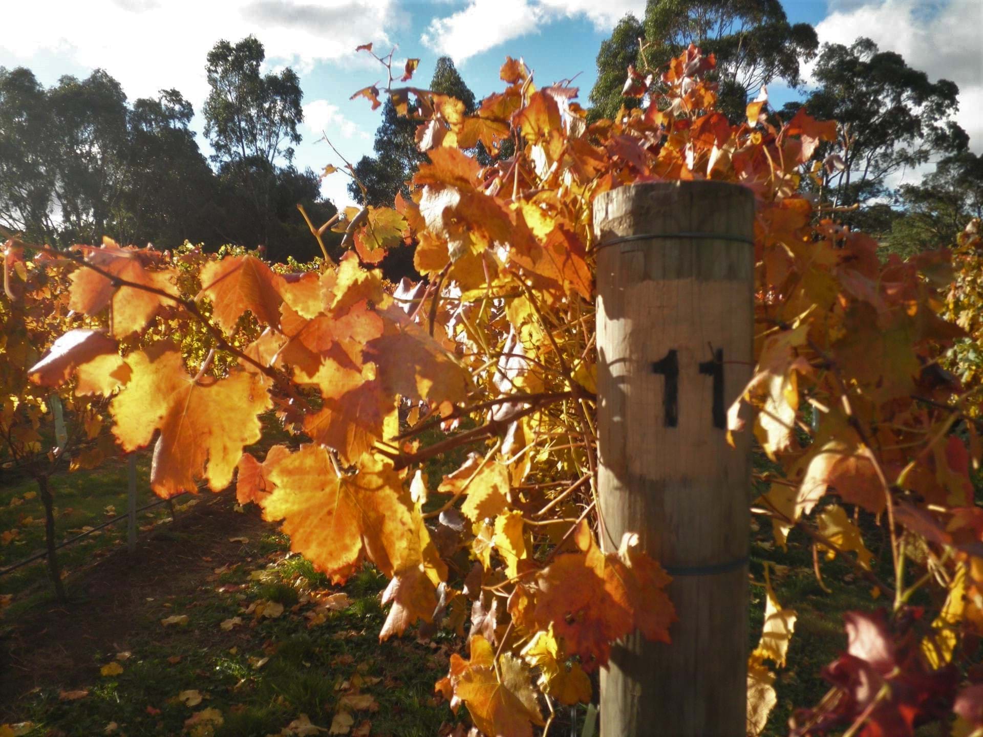 Gisborne Peak Winery Winery near me Macedon Ranges Wines