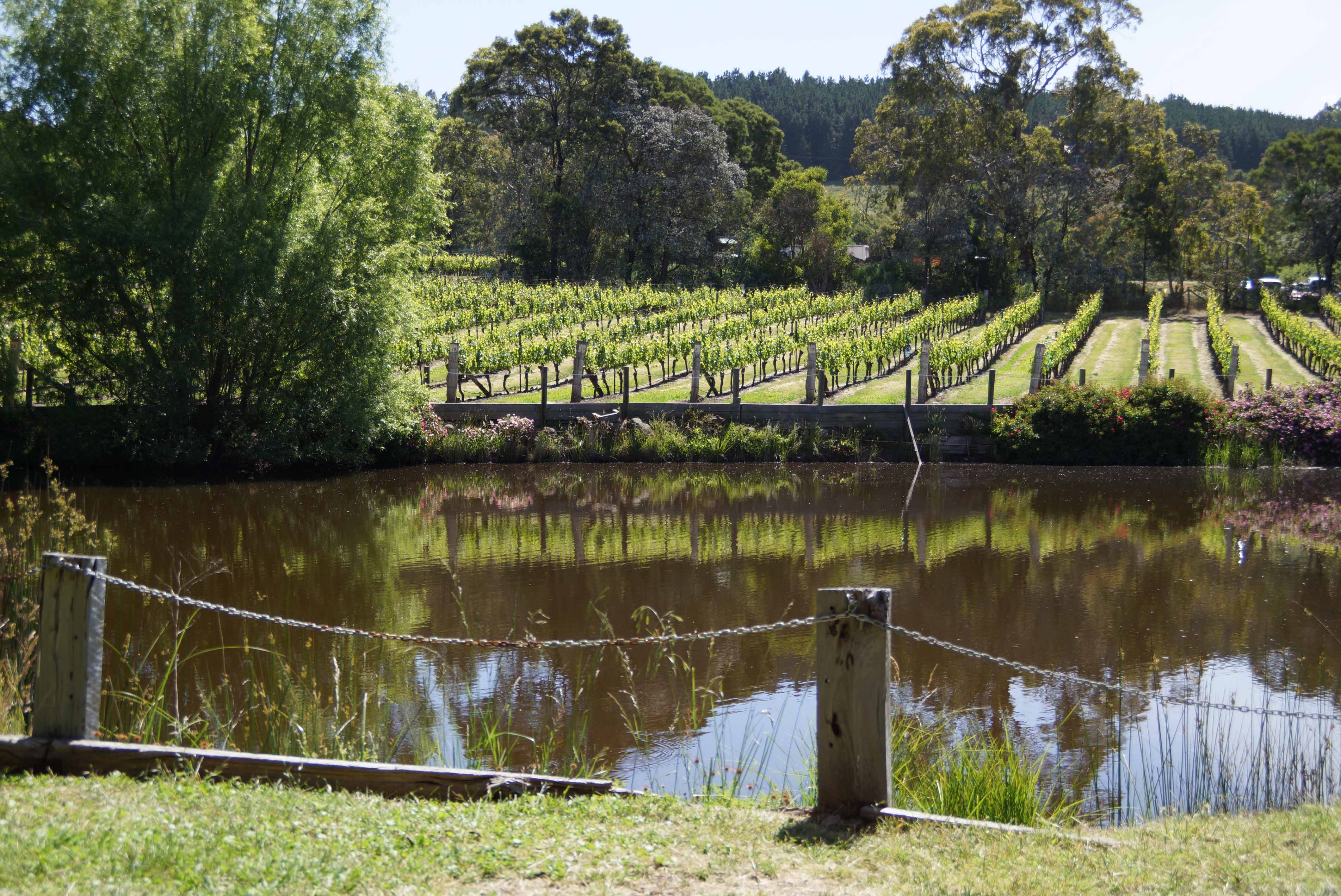 Gisborne Peak Winery Vineyard