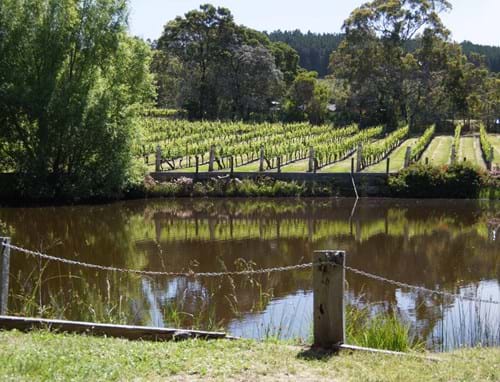 Gisborne Peak Winery Vineyard